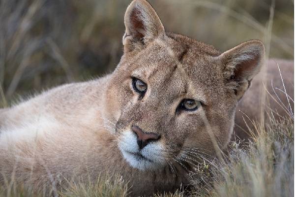 Dos hombres mataron a puma y  exhibirlo como trofeo en Plato, Magdalena