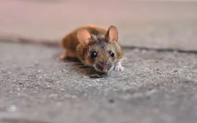 ¿Cómo eliminar los ratones del hogar?