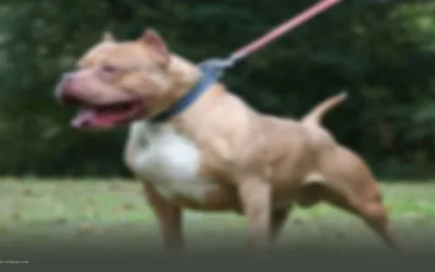Procuraduría pide extremar medidas de control a perros de razas peligrosas