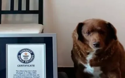 Bobi, consiguió el récord de ser perro más viejo de la historia