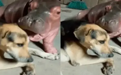 Inusual amistad entre hipopótamo bebé y perro criollo