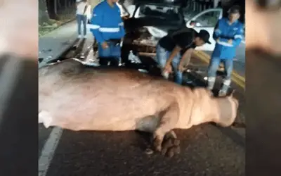 Hipopótamo que se escapó de la Hacienda Nápoles terminó muerto en carretera