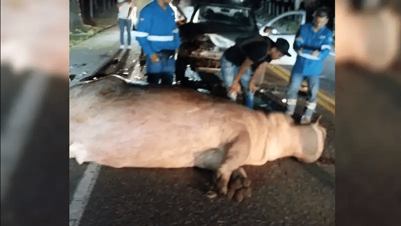 Hipopótamo que se escapó de la Hacienda Nápoles terminó muerto en carretera