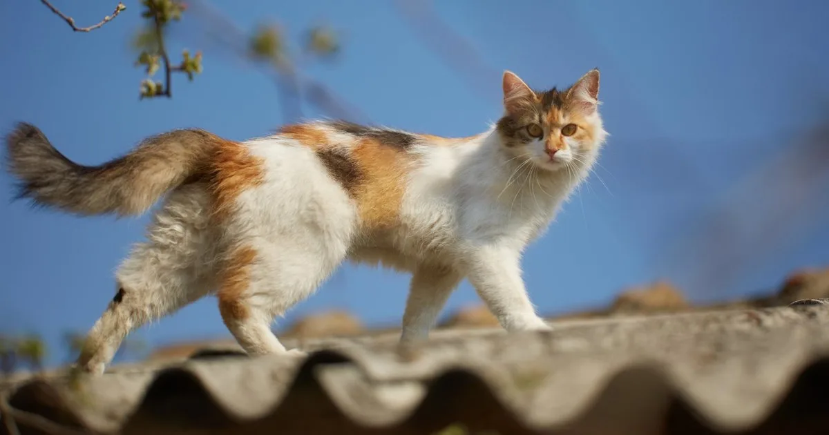 ‘coronavirus felino’ ha cobrado la vida de miles de gatos