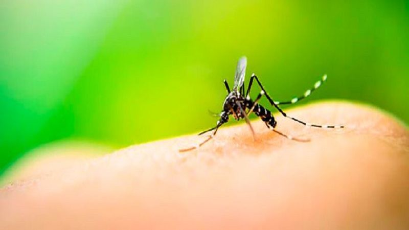 Cuídese del dengue en vacaciones de Semana Santa