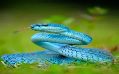 Las serpientes escuchan mejor de lo que crees