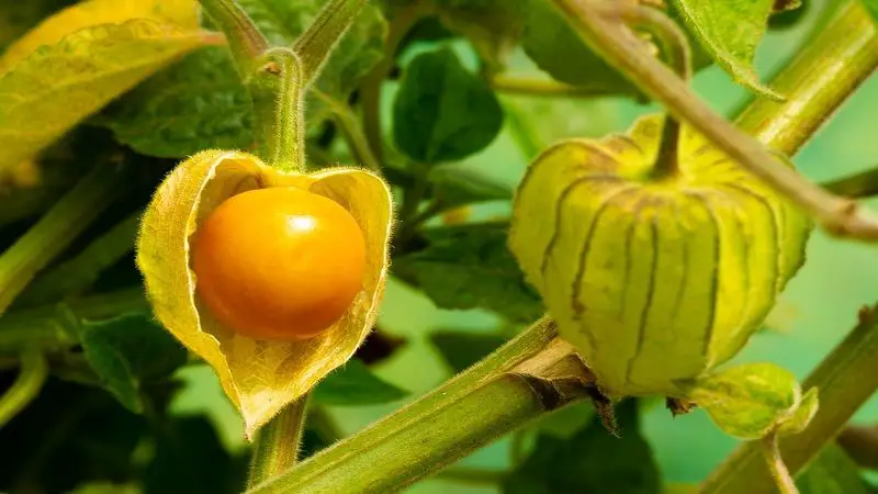 La Uchuva es uno de los frutos que más exporta Colombia