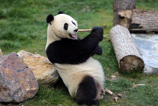 Oso Panda fuera de la lista de animales en peligro de extinción
