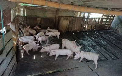 Toman medidas contra criaderos de porcinos en Neiva