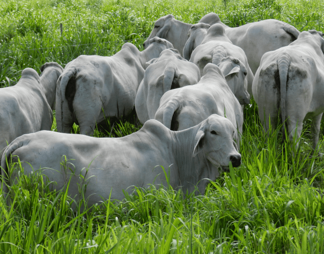La ganadería, un sector beneficioso en el Huila
