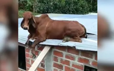 Video: vaca fue encontrada en el techo de una casa ¿cómo llegó ahí?