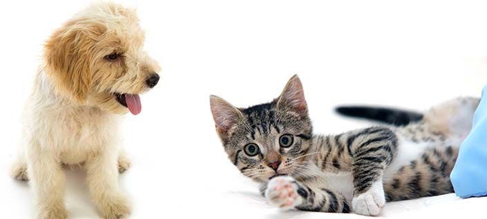 Llamado a la vacunación de perros y gatos contra la rabia