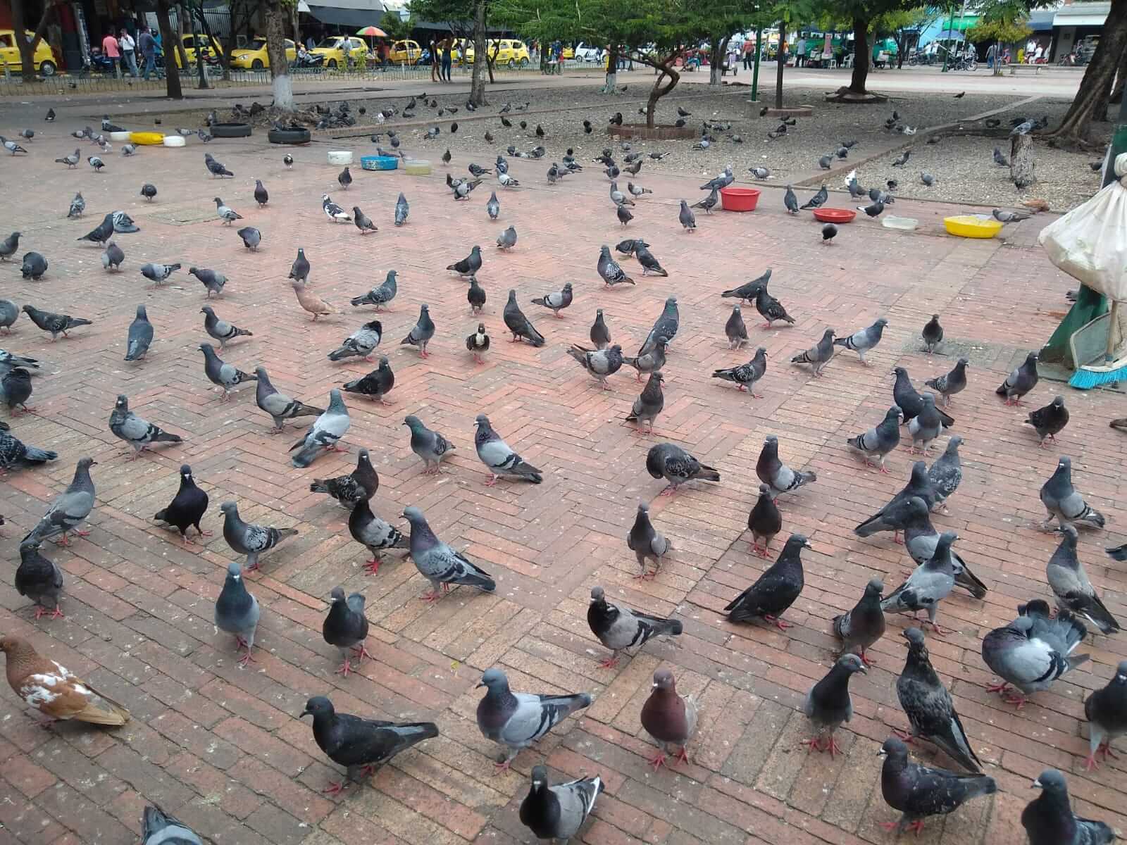 El administrador de empresas y sus amigas las palomas