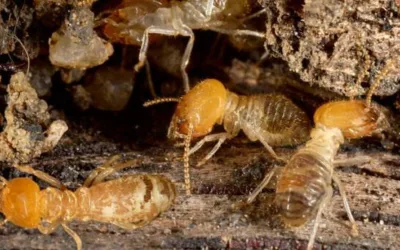 Estudios descubren que las termitas aceleran el calentamiento global