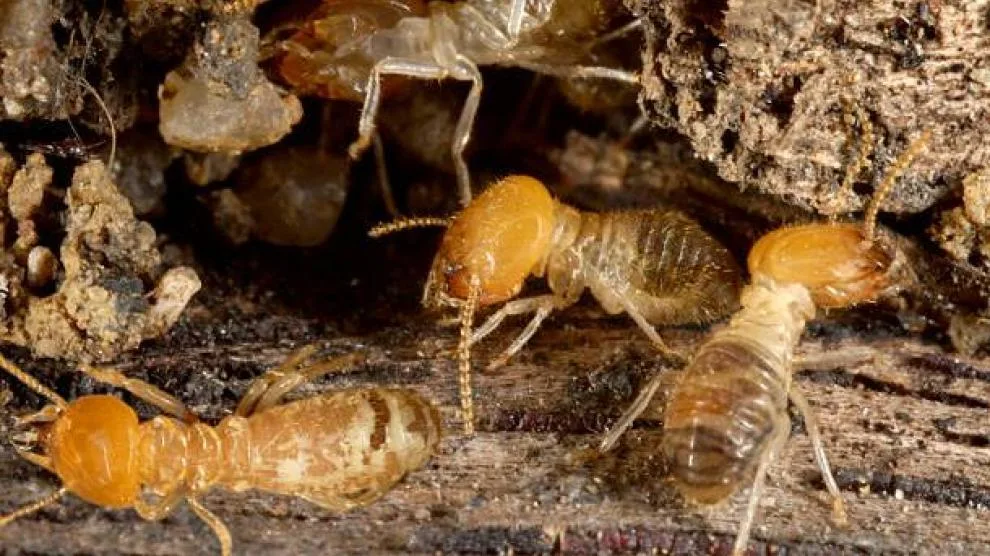 Estudios descubren que las termitas aceleran el calentamiento global