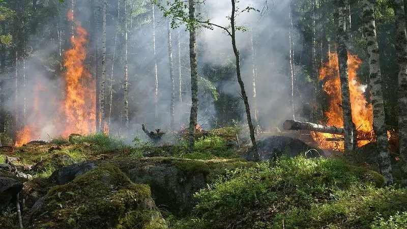 Incendios son el inicio de la depredación de los bosques