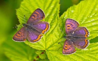 ‘Manto violeta’ elegida como mariposa del año
