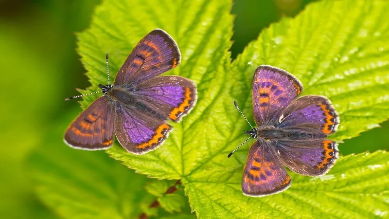 ‘Manto violeta’ elegida como mariposa del año