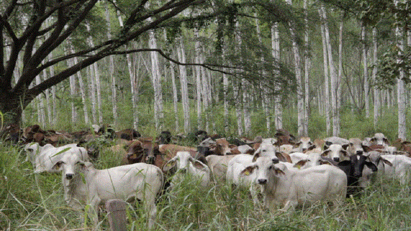 Trazada la ruta de la ganadería en el Huila para los próximos 20 años