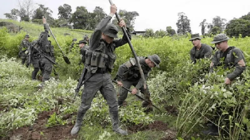 Erradicación forzada continúa en Colombia