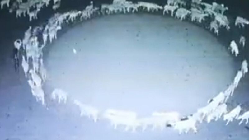 [Video] Ovejas llevan más de 12 días caminando en círculo